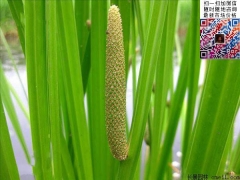 菖蒲