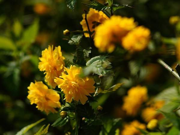 棣棠花的花語(yǔ)是什么？