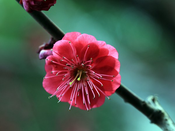 紅梅花一般什么時候開花？