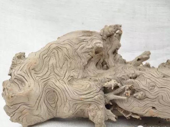 如何分辨崖柏與地柏，它們有什么不同？