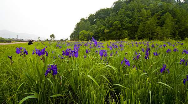 藍(lán)花鳶尾基地實拍圖片