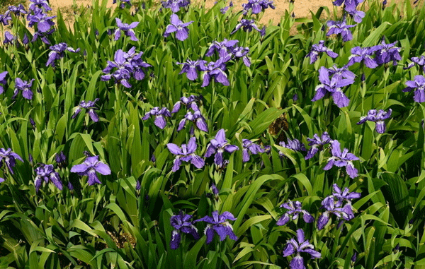 藍(lán)花鳶尾基地實拍圖片