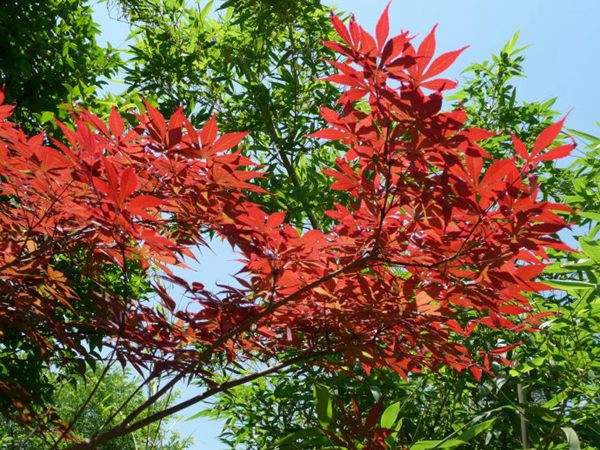 紅楓作衫，白楊為裙，美的傾國傾城！