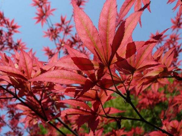 紅楓作衫，白楊為裙，美的傾國傾城！