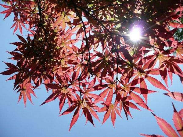 紅楓作衫，白楊為裙，美的傾國傾城！