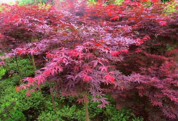 紅楓作衫，白楊為裙，美的傾國傾城！