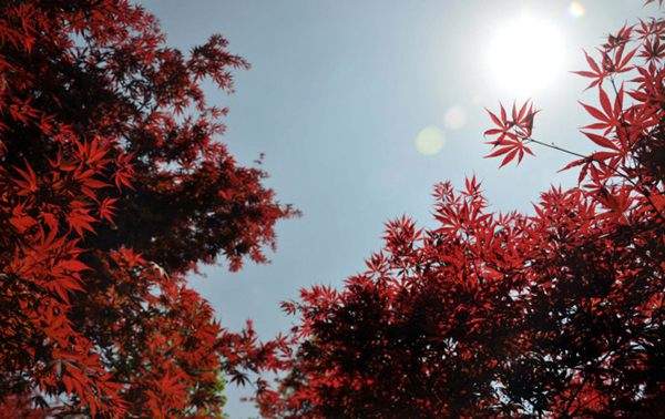 紅楓作衫，白楊為裙，美的傾國傾城！