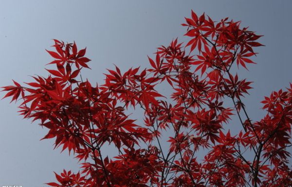 紅楓作衫，白楊為裙，美的傾國傾城！