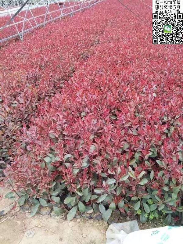 紅葉石楠--長(zhǎng)景園林 紅葉石楠--長(zhǎng)景園林