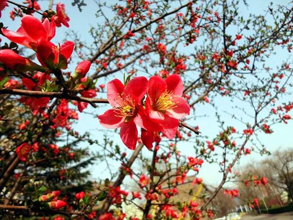 木瓜樹(shù) 木瓜樹(shù)
