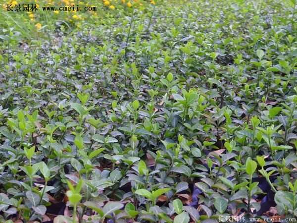 沭陽(yáng)速生扶芳藤 沭陽(yáng)速生扶芳藤