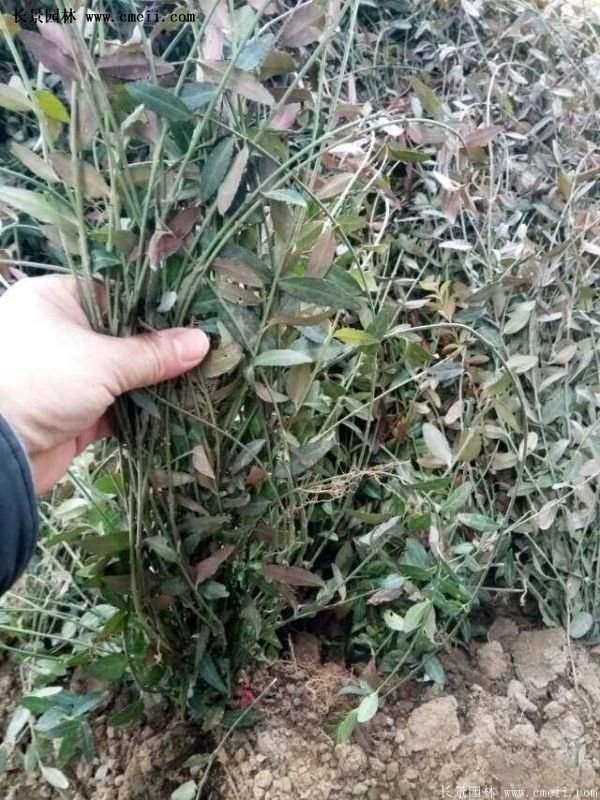 沭陽(yáng)速生扶芳藤 沭陽(yáng)速生扶芳藤