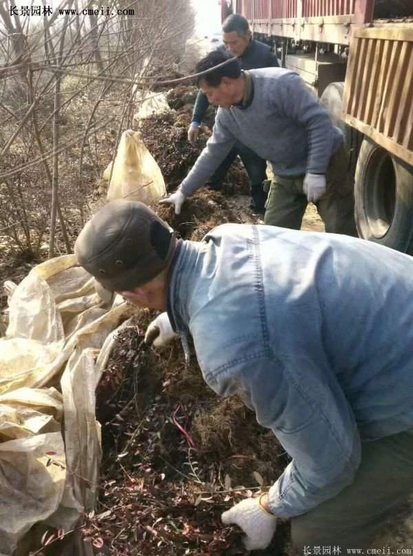 沭陽(yáng)速生扶芳藤 沭陽(yáng)速生扶芳藤