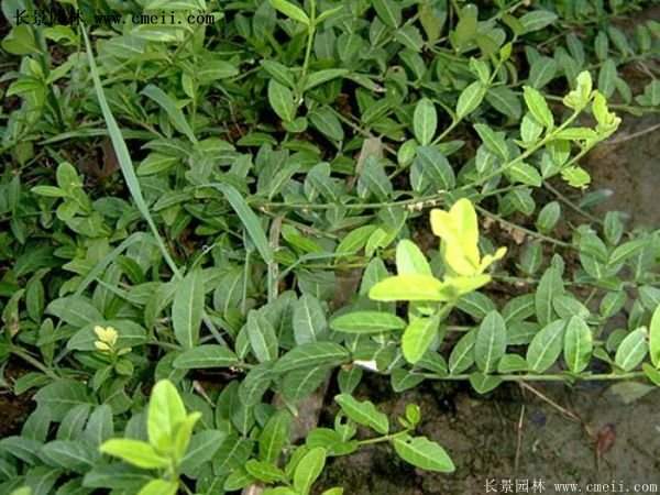 沭陽(yáng)速生扶芳藤 沭陽(yáng)速生扶芳藤