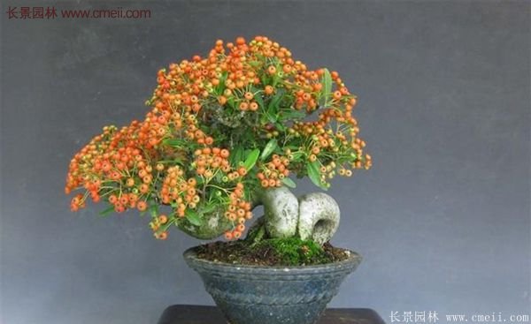 沭陽火棘 沭陽火棘