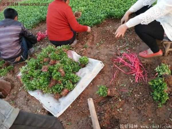 沭陽(yáng)衛(wèi)矛的行情 沭陽(yáng)衛(wèi)矛的行情
