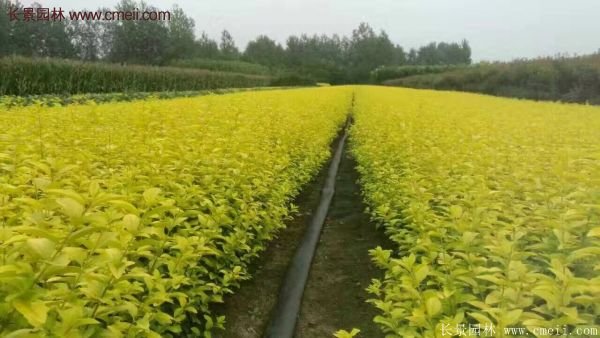 江蘇沭陽(yáng)的金葉女貞基地 江蘇沭陽(yáng)的金葉女貞基地