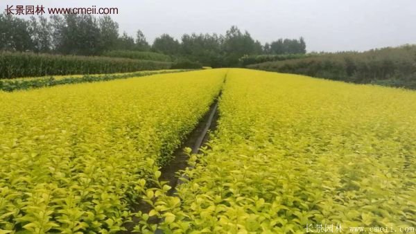 江蘇沭陽(yáng)的金葉女貞基地 江蘇沭陽(yáng)的金葉女貞基地