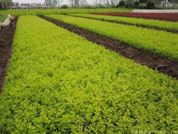 江蘇沭陽(yáng)的金葉女貞基地 江蘇沭陽(yáng)的金葉女貞基地