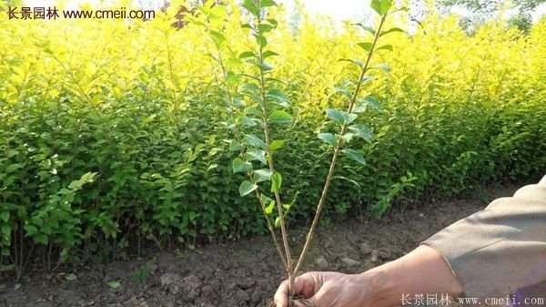 江蘇沭陽(yáng)的金葉女貞基地 江蘇沭陽(yáng)的金葉女貞基地