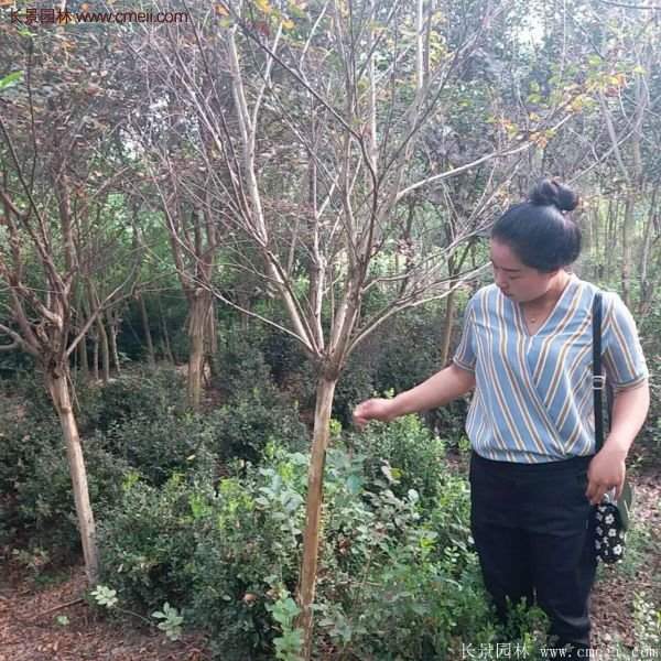 紫薇樹多少錢一棵？