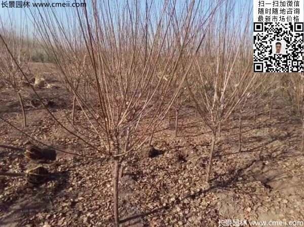 地徑5-7公分紅梅，數(shù)量7000棵左右