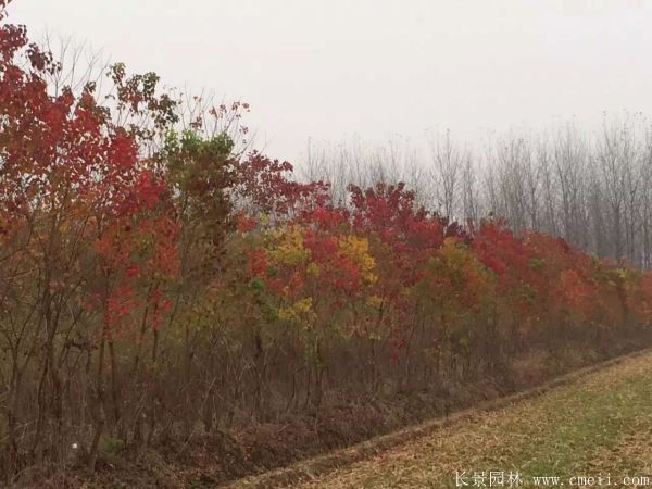 烏桕樹圖片烏桕樹基地實拍