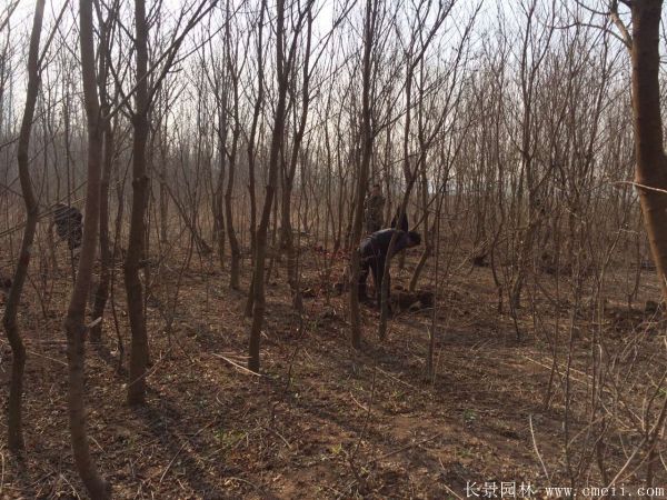 烏桕樹圖片烏桕樹基地實拍