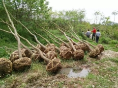 烏柏樹