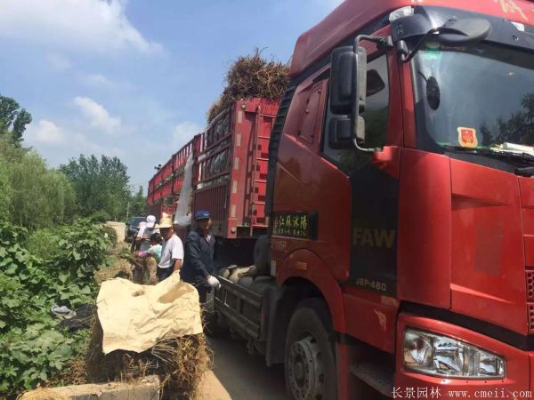 茍樹圖片茍樹基地實拍