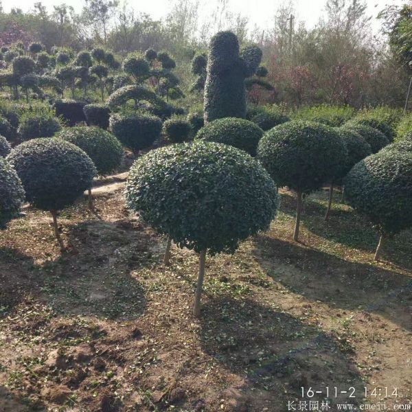 小葉女貞造型樹(shù)圖片基地實(shí)拍