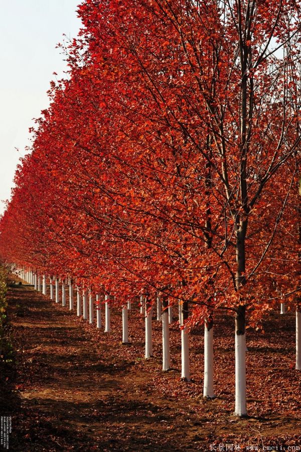 美國紅楓圖片美國紅楓基地實拍