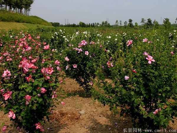 木槿花圖片基地實(shí)拍