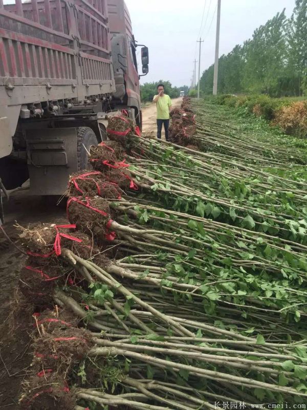 大花木槿小苗圖片基地實(shí)拍