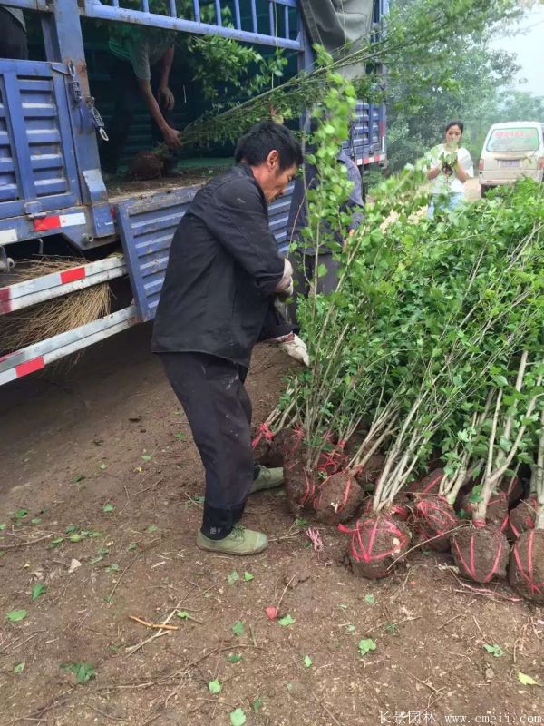 大花木槿小苗圖片基地實(shí)拍