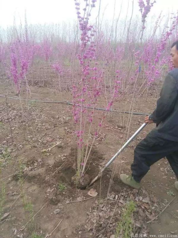 紫荊樹(shù)圖片基地實(shí)拍