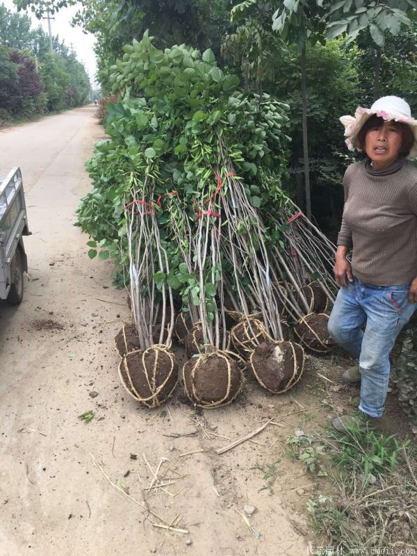 叢生紫荊樹(shù)圖片基地實(shí)拍