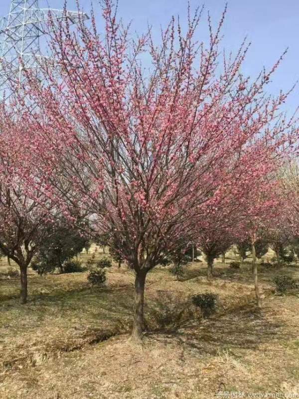 紅梅樹紅梅花圖片基地實(shí)拍