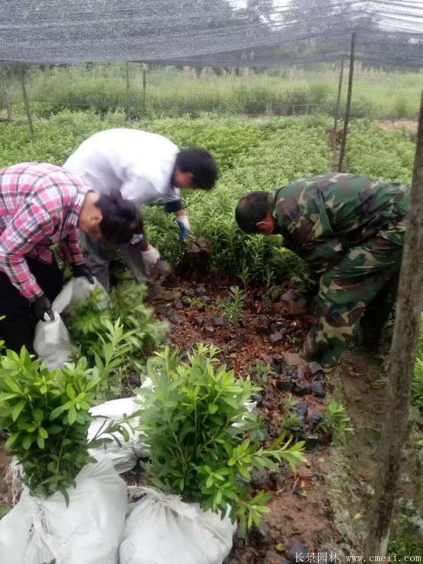 春鵑圖片基地實(shí)拍