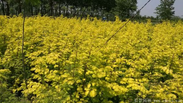 金葉水杉圖片基地實拍