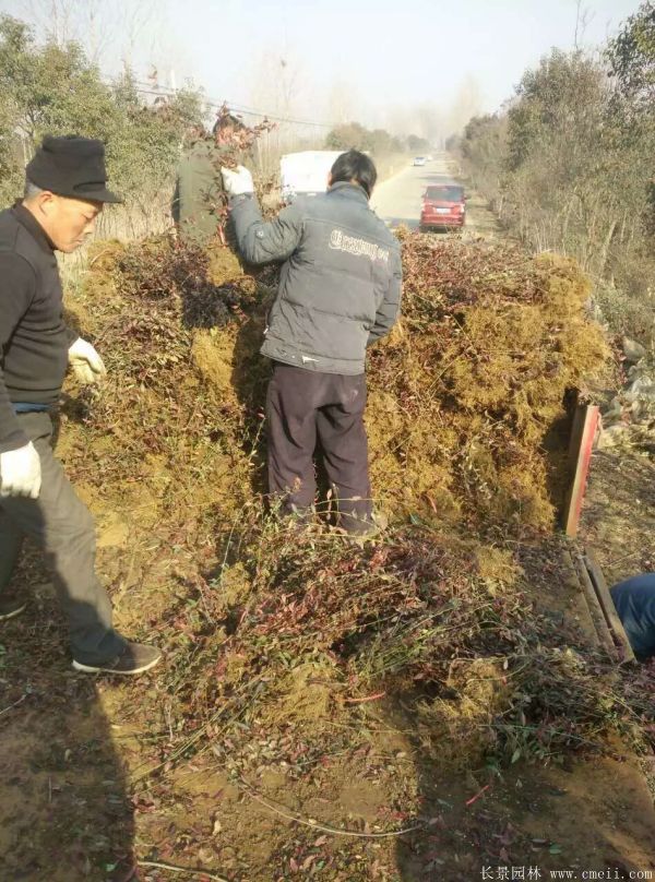 扶芳藤圖片基地實(shí)拍