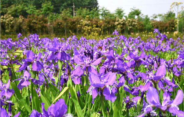 藍(lán)蝴蝶鳶尾基地實拍圖片