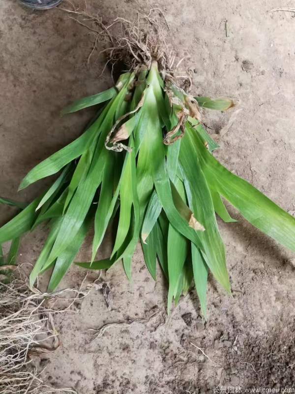 藍(lán)花鳶尾基地實拍圖片