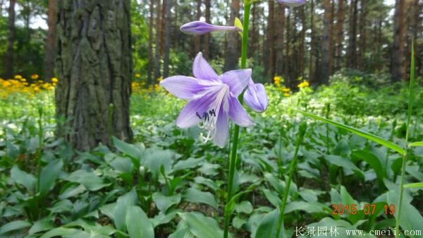 玉簪花圖片基地實(shí)拍