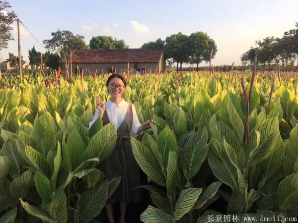 大花美人蕉基地實拍圖片