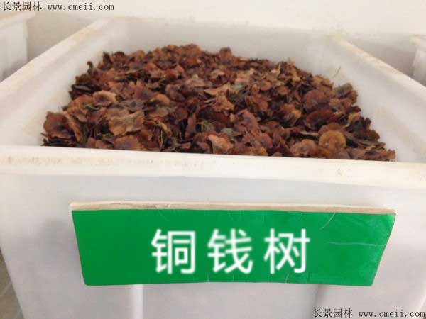 銅錢(qián)樹(shù)種子圖片