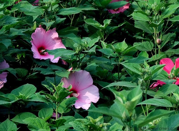 大花秋葵種子發(fā)芽出苗開(kāi)花圖片