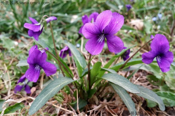 紫花地丁種子發(fā)芽出苗開花圖片