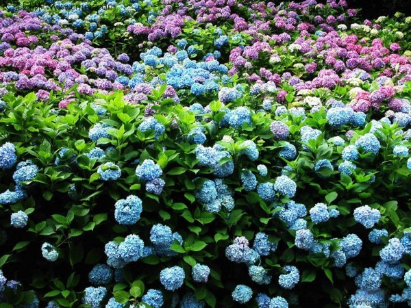 繡球花種子發(fā)芽出苗開花圖片