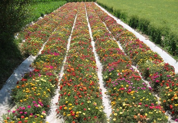 太陽花種子發(fā)芽出苗開花圖片